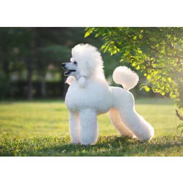 Lais Puzzle - Pudel - 100, 200, 500 & 1.000 Teile