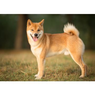 Lais Puzzle - Shiba Inu - 100, 200, 500 & 1.000 Teile