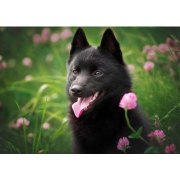 Lais Puzzle - Schipperke - 100, 200, 500 & 1.000 Teile