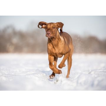 Lais Puzzle - Hund Kurzhaariger Ungarischer Vorstehhund Magyar Vizsla - 100, 200, 500 & 1.000 Teile