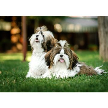 Lais Puzzle - Shih Tzu - 100, 200, 500 & 1.000 Teile