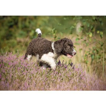 Lais Puzzle - Spanischer Wasserhund - 100, 200, 500 & 1.000 Teile