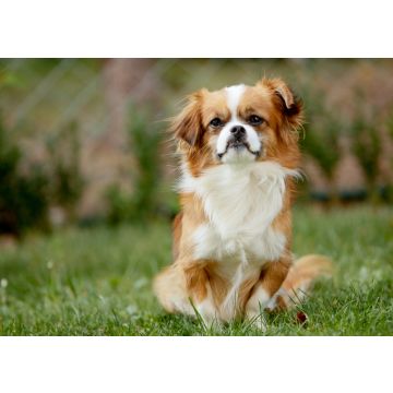Lais Puzzle - Pekingese - 100, 200, 500 & 1.000 Teile