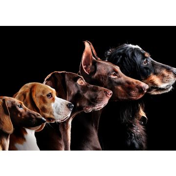 Lais Puzzle - Hunde - 100, 200, 500 & 1.000 Teile