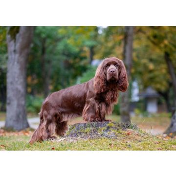 Lais Puzzle - Sussex Spaniel - 100, 200, 500 & 1.000 Teile