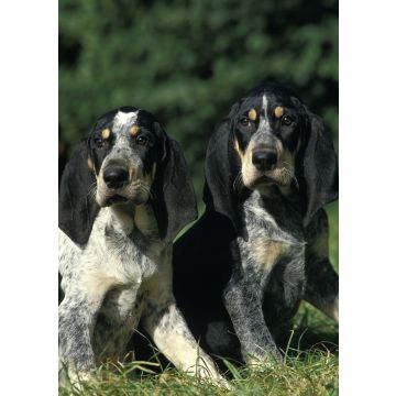 Lais Puzzle - Petit Bleu de Gascogne - 100, 200, 500 & 1.000 Teile