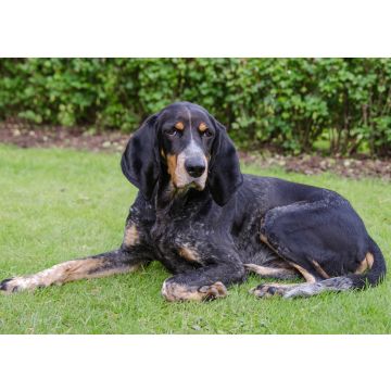 Lais Puzzle - Luzerner Laufhund - 100, 200, 500 & 1.000 Teile