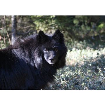 Lais Puzzle - Schwedischer Lapphund - 100, 200, 500 & 1.000 Teile