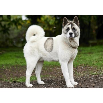 Lais Puzzle - Norwegischer Buhund - 100, 200, 500 & 1.000 Teile