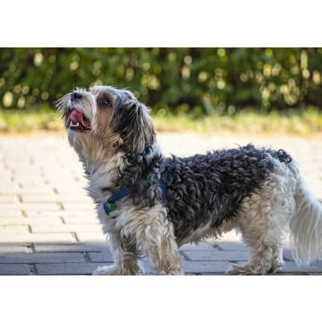 Lais Puzzle - Lucas Terrier - 100, 200, 500 & 1.000 Teile