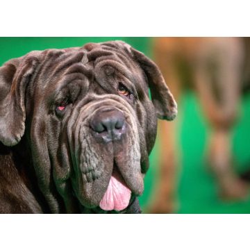 Lais Puzzle - Mastino Napoletano - 100, 200, 500 & 1.000 Teile