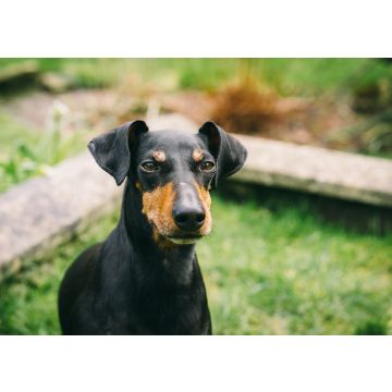 Lais Puzzle - Manchester Terrier - 100, 200, 500 & 1.000 Teile