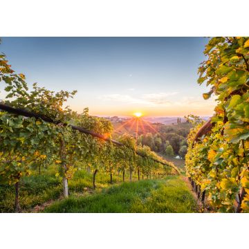 Lais Puzzle - Sonnenaufgang in den Weinbergen in der Steiermark - 100, 200, 500 & 1.000 Teile