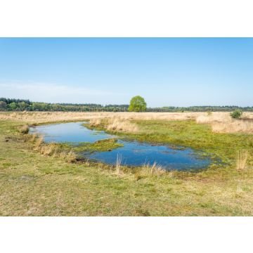 Lais Puzzle - Heide des Molenveld in Exloo, einem kleinen Naturschutzgebiet in Drenthe (Niederlande) - 100, 200, 500 & 1.000 Teile