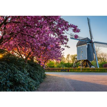 Lais Puzzle - Windmühle aus dem 17. Jahrhundert, genannt 'De Akkermolen' im holländischen Dorf Zundert, mit einem schönen blühenden Baum im Frühling - 100, 200, 500 & 1.000 Teile