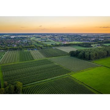 Lais Puzzle - Luftaufnahme bei Sonnenuntergang über Reihen mit alten Pflaumen- oder Birnenobstbäumen von landwirtschaftlichen Obstgärten am Abend in Beuningen, Gelderland, Niederlande. - 100, 200, 500 & 1.000 Teile