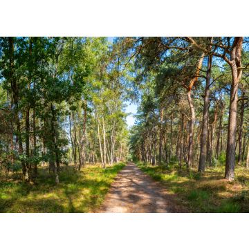 Lais Puzzle - Grüne Lunge von Nordbrabant, der Kempener Wald im September, die Niederlande - 100, 200, 500 & 1.000 Teile
