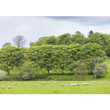 Lais Puzzle - Landschaft mit Schafen in der Nähe von Laigh Milton, East Ayrshire, Schottland - 100, 200, 500 & 1.000 Teile