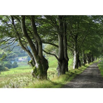 Lais Puzzle - Schmale Landstraße und Buchenreihe bei Barr, South Ayrshire, Schottland - 100, 200, 500 & 1.000 Teile