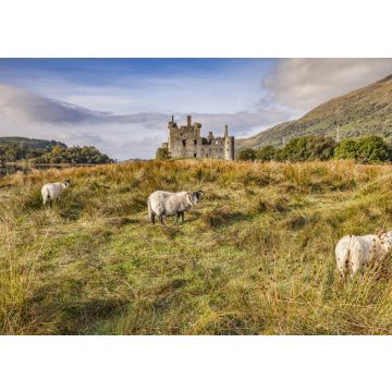 Lais Puzzle - Schottische Blackface-Rammen auf Kilchurn Castle, Argyll und Bute, Schottland - 100, 200, 500 & 1.000 Teile