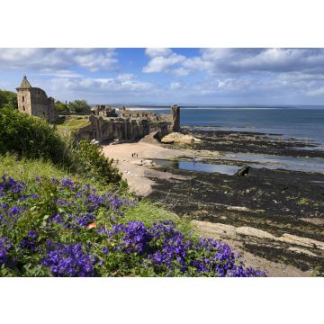 Lais Puzzle - St Andrews Castle Ruinen auf felsigen Nordseeküste mit Blick auf Castle Sands Strand in St Andrews Fife Schottland UK mit lila Geranien - 100, 200, 500 & 1.000 Teile