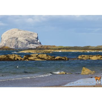 Lais Puzzle - Hund spielen mit Ball auf Meer Strand. Bass Rock mit Kolonie von Basstölpeln hinter dem Hund. North Berwick, East Lothian, Schottland - 100, 200, 500 & 1.000 Teile