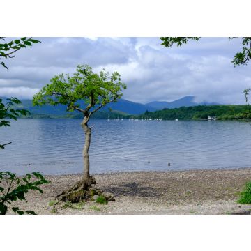 Lais Puzzle - Milarrochy Bay Loch Lomond West Dunbartonshire Argyll und Bute Stirling Schottland - 100, 200, 500 & 1.000 Teile