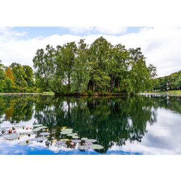 Lais Puzzle - Insel auf dem Teich im Rouken Glen Park, Giffnock, East Renfrewshire, Südseite Glasgow, Schottland - 100, 200, 500 & 1.000 Teile