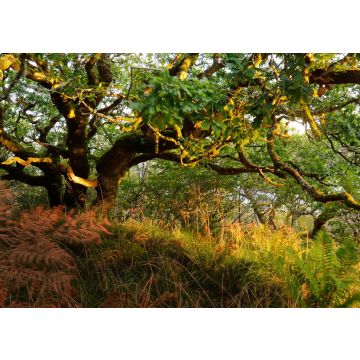 Lais Puzzle - Atemberaubende Ansicht des schottischen Regenwaldes. Mächtige Bäume, Moos, Pflanzen, Farn Nahaufnahme. Crinan Canal, Argyll und Bute, Schottland, Großbritannien. Dunkle stimmungsvolle Landschaft. Reiseziele, Tourismus, Natur - 100, 200...