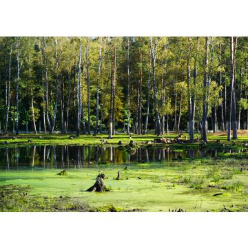 Lais Puzzle - Die Hirsche im geschützten Waldreservat Belovezhskaya Pushcha, dem UNESCO-Erbe - 100, 200, 500 & 1.000 Teile
