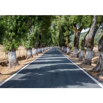 Lais Puzzle - Baumtunnel auf der Straße, Marvao, Alentejo, Portugal - 100, 200, 500 & 1.000 Teile