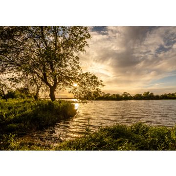Lais Puzzle - Baum am Ufer des Tejo (Tagus) in Cartaxo, Santarem, Portugal - 100, 200, 500 & 1.000 Teile