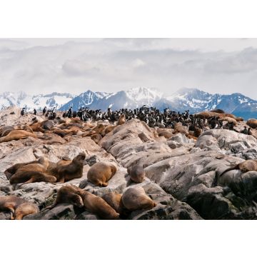Lais Puzzle - Blick auf Seelöwen, die sich auf einem Felsen ausruhen, vor den Bergen in der Nähe des Beagle-Kanals, Ushuaia, Argentinien - 100, 200, 500, 1.000 & 2.000 Teile