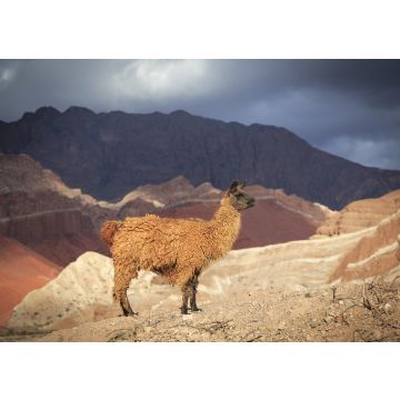 Lais Puzzle - Blick auf ein Lama in der Quebrada de Cafayate, Salta, Argentinien. - 100, 200, 500, 1.000 & 2.000 Teile