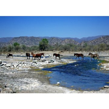 Lais Puzzle - Blick auf Wildpferde im Valle Fértil, San Juan, Argentinien. - 100, 200, 500, 1.000 & 2.000 Teile