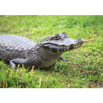 Lais Puzzle - Kaiman im Nationalpark Esteros del Iberá, Argentinien - 100, 200, 500, 1.000 & 2.000 Teile
