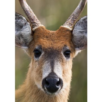 Lais Puzzle - Sumpfhirsch (Blastocerus dichotomus) - 100, 200, 500, 1.000 & 2.000 Teile