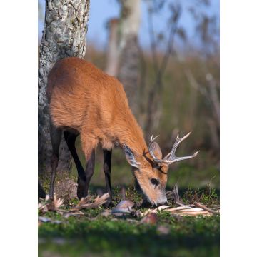 Lais Puzzle - Sumpfhirsch (Blastocerus dichotomus) - 100, 200, 500, 1.000 & 2.000 Teile