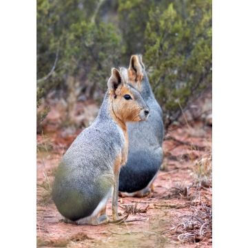 Lais Puzzle - Die Mara ist eine Nagetierart aus der Familie der Caviidae, die auch als patagonische Mara, patagonischer Hase und Hase bekannt ist, obwohl sie nicht zur Ordnung der echten Hasen gehört. - 100, 200, 500, 1.000 & 2.000 Teile
