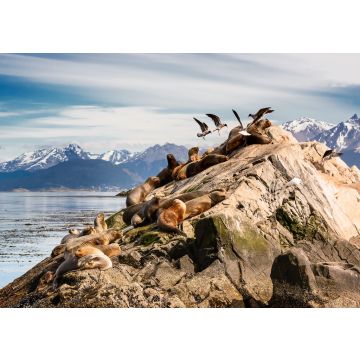 Lais Puzzle - Seelöwen und Albatrosse auf der Insel im Beagle-Kanal bei Ushuaia. Argentinien - 100, 200, 500, 1.000 & 2.000 Teile