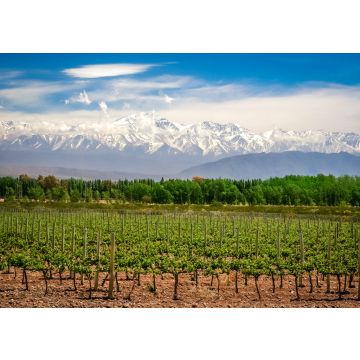 Lais Puzzle - Weinberg bei Mendoza - 100, 200, 500, 1.000 & 2.000 Teile