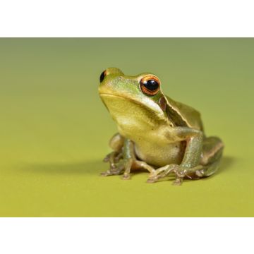 Lais Puzzle - Frosch, La Pampa, Argentinien - 100, 200, 500, 1.000 & 2.000 Teile