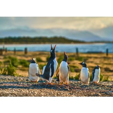 Lais Puzzle - Die Pinguinkolonie auf der Insel im Beagle-Kanal. Argentinisches Patagonien. Ushuaia - 100, 200, 500, 1.000 & 2.000 Teile