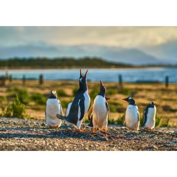 Lais Puzzle - Die Pinguinkolonie auf der Insel im Beagle-Kanal. Argentinisches Patagonien. Ushuaia - 1.000 Teile