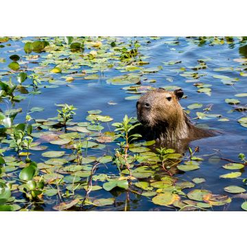 Lais Puzzle - Ein Wasserschwein streckt seinen Kopf aus dem mit Pflanzen bewachsenen Wasser des Ibera-Feuchtgebiets (Esteros del Ibera) in der Nähe des Dorfes Colonia Carlos Pellegrini in der Provinz Corrientes im Norden Argentiniens. - 100, 200, 500...