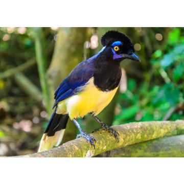 Lais Puzzle - Urraca Común, Cyanocorax Chrysops, ursprünglich aus dem Iguazu-Gebiet und den Esteros del Iberá - 100, 200, 500, 1.000 & 2.000 Teile