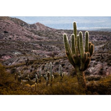 Lais Puzzle - Nationalpark Los Cardones, Salta, Argentinien - 100, 200, 500, 1.000 & 2.000 Teile