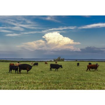 Lais Puzzle - Ländliche Landschaft mit grasenden Kühen, La Pampa, Argentinien - 100, 200, 500, 1.000 & 2.000 Teile