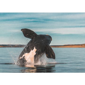 Lais Puzzle - Südlicher Glattwal, Sprungverhalten, Puerto Madryn, Patagonien, Argentinien - 100, 200, 500, 1.000 & 2.000 Teile