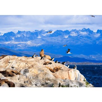 Lais Puzzle - Pinguine und Seelöwen in Tierra del Fuego Ushuaia Argentinien - 100, 200, 500, 1.000 & 2.000 Teile